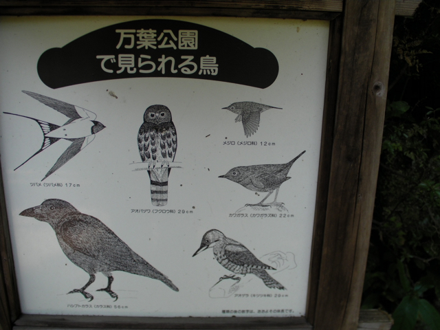 万葉公園で見られる鳥
